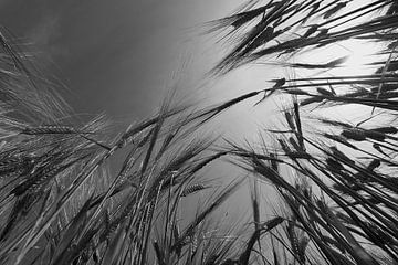 Barley Field in Summer van Jörg Hausmann