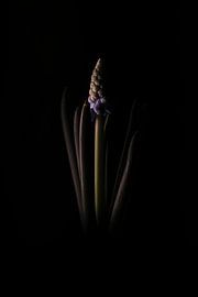 The beauty of simplicity