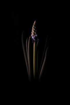 Die Schönheit der Einfachheit