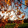 zonnige herfstkleuren van Joke te Grotenhuis