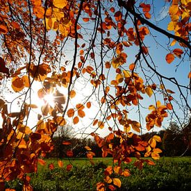 sunbeams shining through a tree branch with colorful autumn leaves by Joke te Grotenhuis