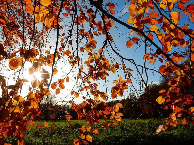 Sonnenstrahlen durch einen Ast mit bunten Herbstblättern von Joke te Grotenhuis