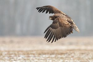 Europese Zeearend van Menno Schaefer