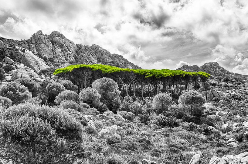 Forêt de pins en Sardaigne par Uwe Merkel