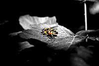 A fly in the Sun