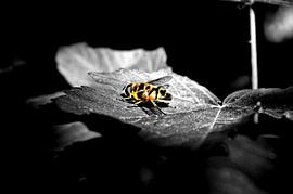 Eine Fliege in der Sonne von Tobias Van der ploeg