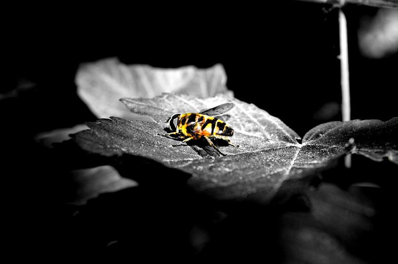 A fly in the Sun by Tobias Van der ploeg