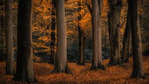Autumn Mood
