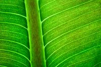 Feuille verte