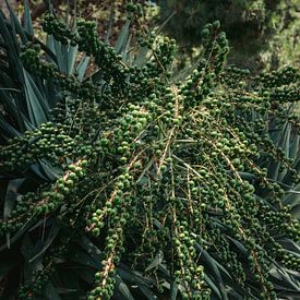 Les dattes en abondance : la splendeur naturelle du palmier-dattier sur Wendy Bos
