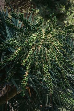 Dates in Abundance: The Natural Splendour of the Date Palm