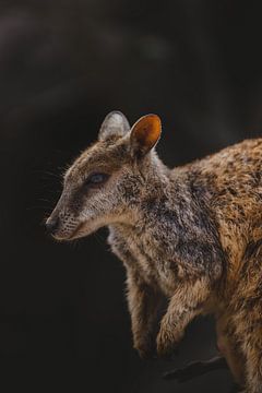 Les wallabies des rochers de l'île magnétique : une rencontre unique sur Ken Tempelers