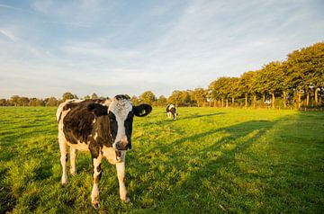 Cow in Dutch meadow sur Kaj Hendriks