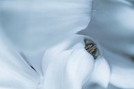 Weiß Cyclam - Zimmerpflanze von Marianne Twijnstra Miniaturansicht