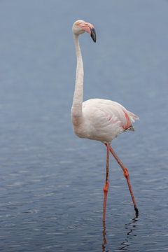 Roze flamingo (Phoenicopterus roseus) van Dirk Rüter