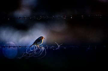 Robin on barbed wire by Stijn Smits