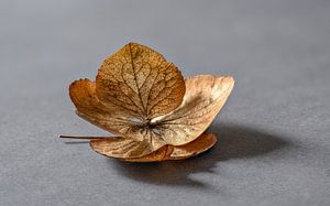 A fallen and decaying Hortesia leaf... von Hans Kool