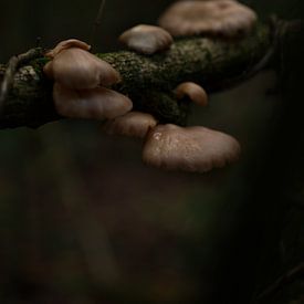 Nahrung für den Wald von Surreal Media