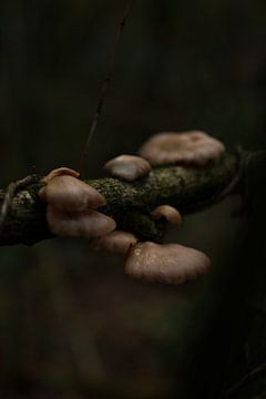 Nourriture pour la forêt