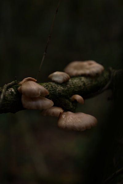 Nahrung für den Wald von Surreal Media