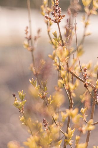 Sentiment de printemps