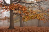 herfst mist van Fabrizio Micciche thumbnail