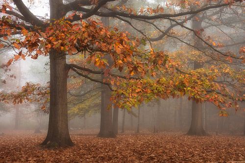 herfst mist