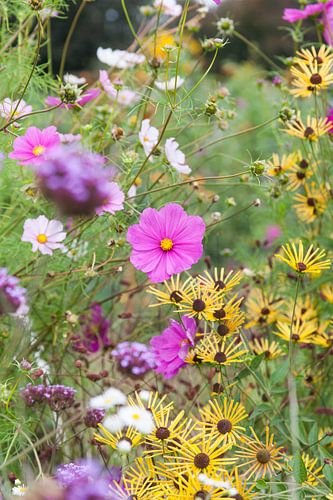 Blumen im Kleingarten