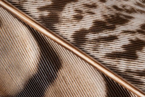 Natuurlijke warme kleuren: Een veer in allerlei verschillende bruintinten