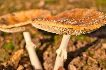 Champignons rouges en automne 1