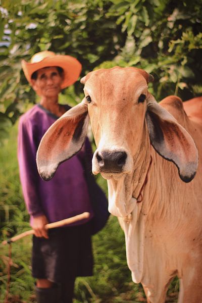 Farmer and his cattle  by Lisette van Oosterhout