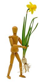 Yellow daffodil / daffodil bell with bulb and flower on white by Hans-Jürgen Janda