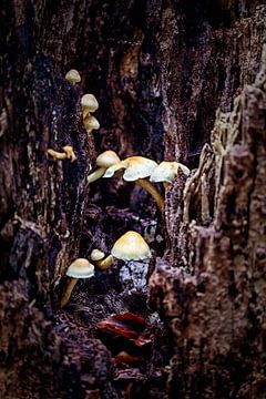 Een groep paddestoelen in een spleet van een rottende boom van Hans de Waay