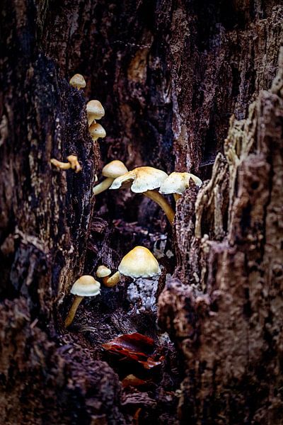 Eine Gruppe von Pilzen in einer Felsspalte eines verrottenden Baumes von Hans de Waay