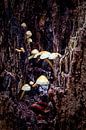 Eine Gruppe von Pilzen in einer Felsspalte eines verrottenden Baumes von Hans de Waay Miniaturansicht
