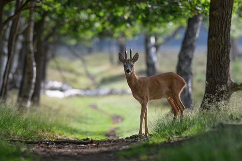 Een hert op een bospad