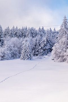 Langlaufen in het besneeuwde Thüringer Woud bij Floh-Seligenthal - Thüringen - Duitsland van Oliver Hlavaty