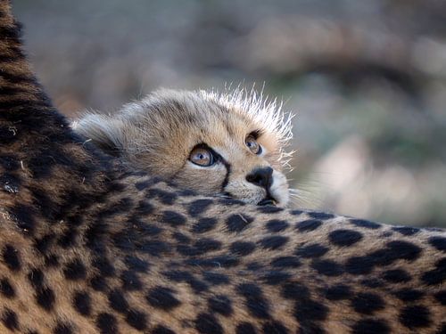 Cheetah by Edwin Butter