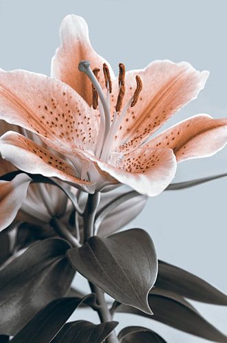 Lily by Violetta Honkisz