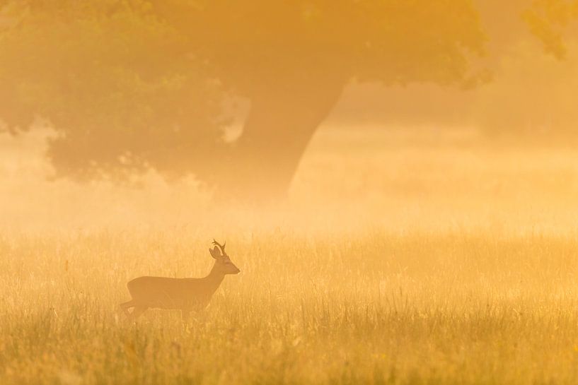 Roe deer in the morning par Karla Leeftink