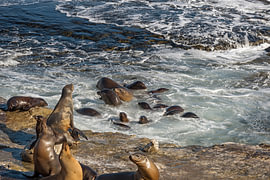 Sea Lions - Bubble Bath Fun by Joseph S Giacalone Photography