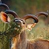 Kudu in Botswana sur Marieke Funke