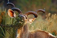 Kudu in Botswana van Marieke Funke thumbnail