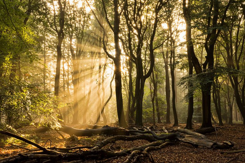 Dancing Beech, Speulderbos by Charlene van Koesveld