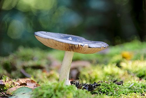Paddenstoel in het bos.