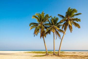 Plage de palmiers tropicaux à Oman. sur Ron van der Stappen