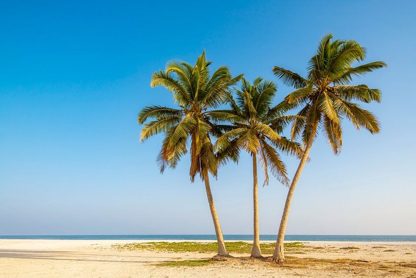 Plage de palmiers tropicaux à Oman. par Ron van der Stappen