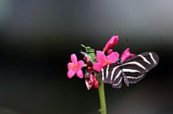 Vlinder von Jeroen Koppes Miniaturansicht