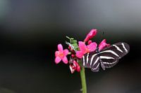 Vlinder