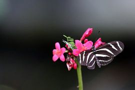 Vlinder by Jeroen Koppes